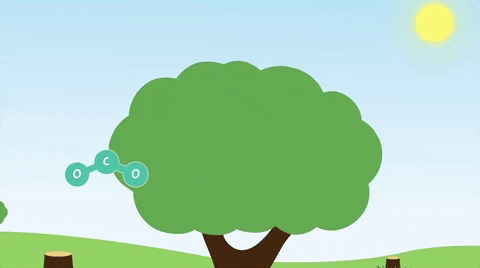 moteur-recherche-alternatif-ecolo-arbre